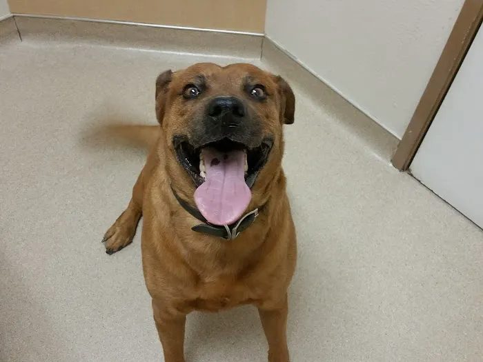 Acoma Animal Clinic Picture 1