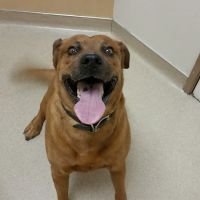 Acoma Animal Clinic ico