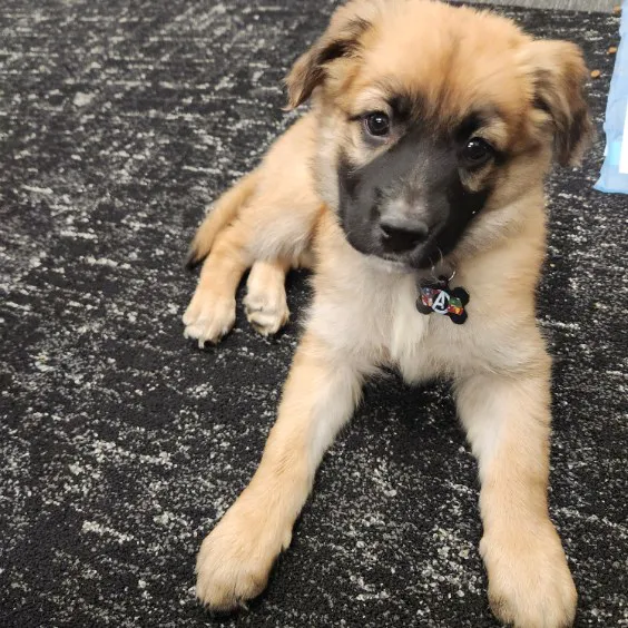 PetSmart Veterinary Services - Phoenix (Metro Center) Picture 5