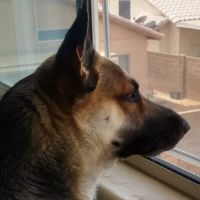 PetSmart Veterinary Services - Phoenix (Metro Center) ico