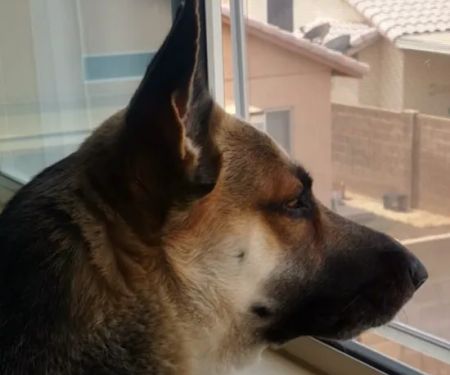 PetSmart Veterinary Services - Phoenix (Metro Center)
