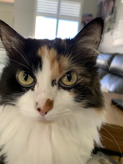 Larkspur Cat Clinic Picture 5