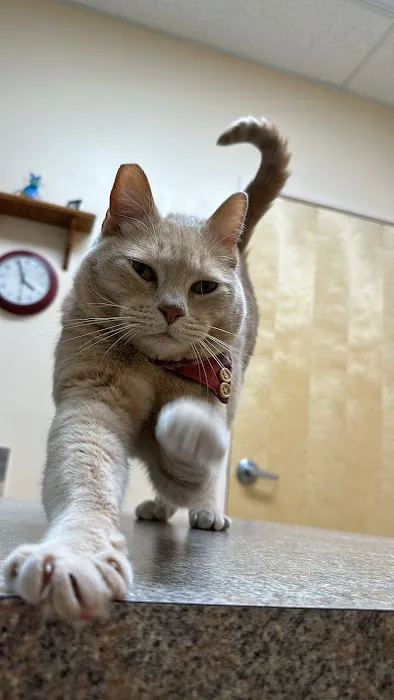 Larkspur Cat Clinic Picture 1