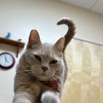Larkspur Cat Clinic