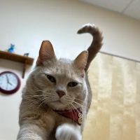 Larkspur Cat Clinic ico
