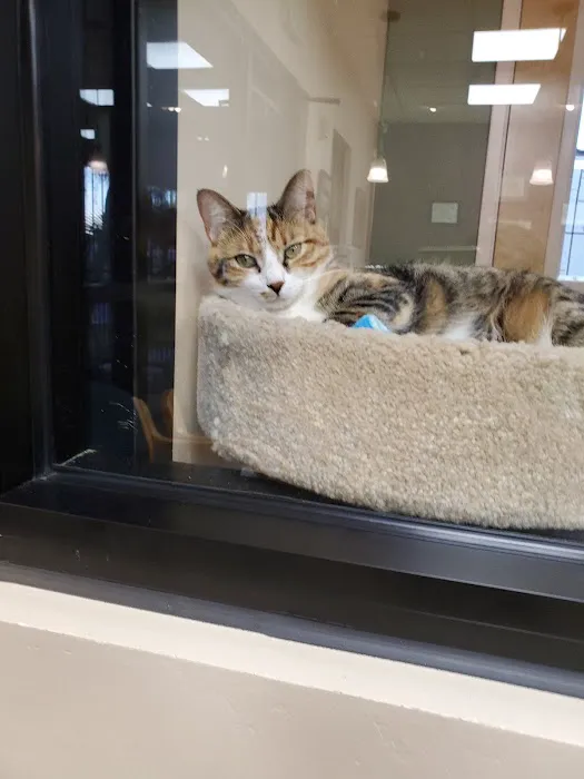 Larkspur Cat Clinic Picture 8