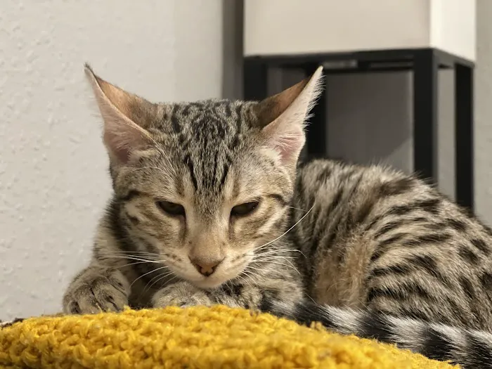 Larkspur Cat Clinic Picture 4