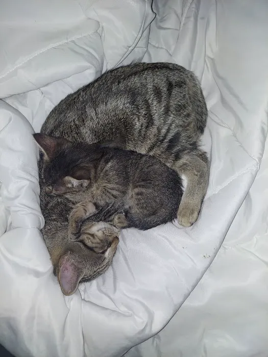 Larkspur Cat Clinic Picture 6