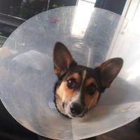 Metro Pet Spay & Neuter ico