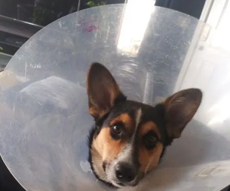 Metro Pet Spay & Neuter