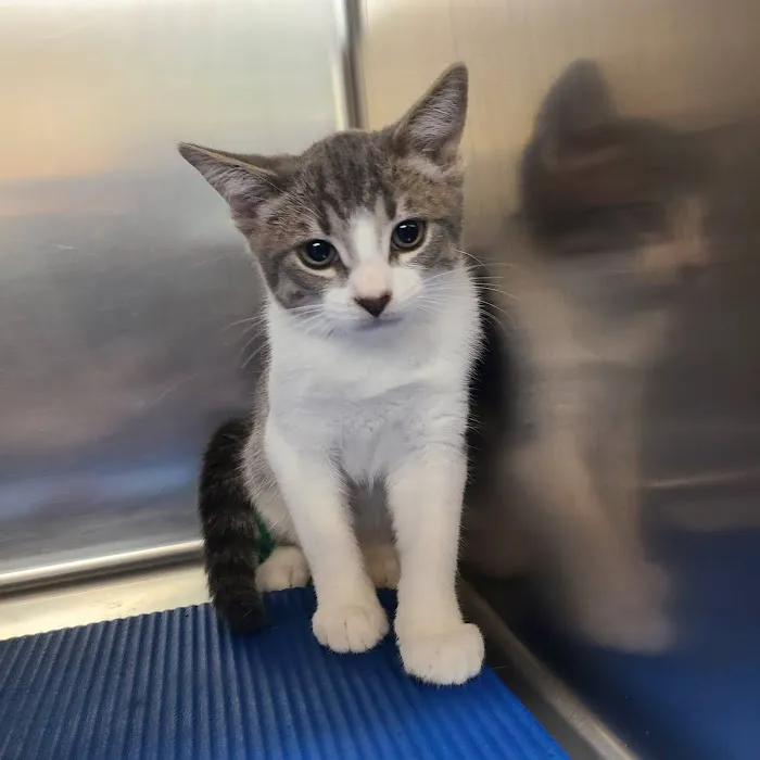 Metro Pet Spay & Neuter Picture 3