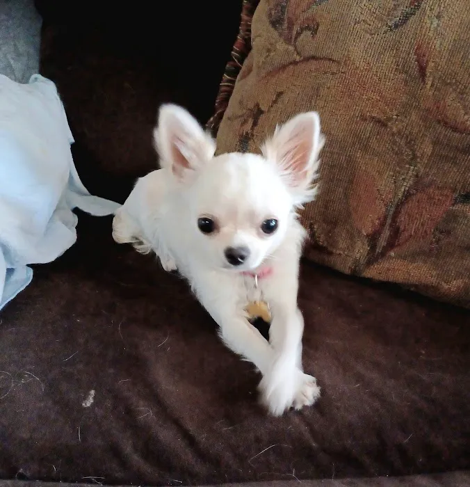Metro Pet Spay & Neuter Picture 10