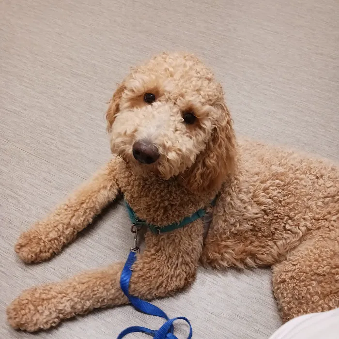 Arizona Veterinary Dental Specialists - Peoria Picture 1