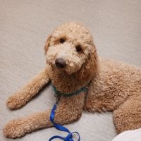 Arizona Veterinary Dental Specialists - Peoria ico