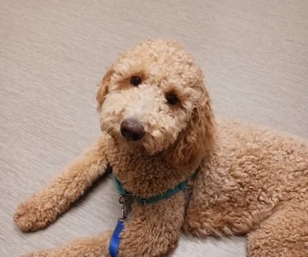 Arizona Veterinary Dental Specialists - Peoria
