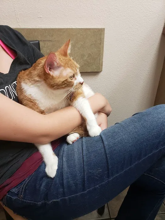 Lovet Pet Health Care - Goodyear Picture 1