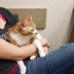 Lovet Pet Health Care - Goodyear