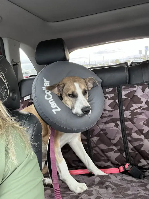 Lovet Pet Health Care - Goodyear Picture 2