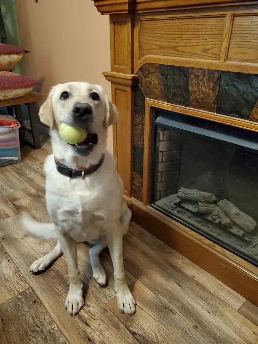Lovet Pet Health Care - Goodyear Picture 4