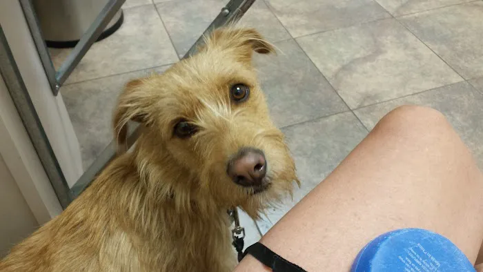 Lovet Pet Health Care - Goodyear Picture 3