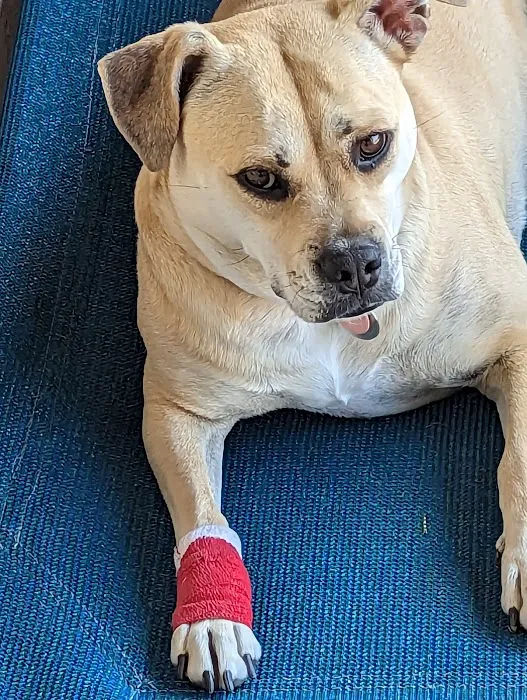 easyvet Veterinarian Goodyear Picture 9