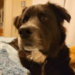 easyvet Veterinarian Goodyear