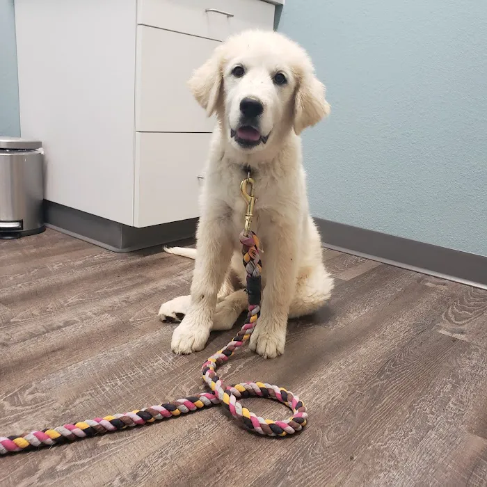 easyvet Veterinarian Goodyear Picture 10