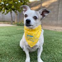 Legacy Animal Hospital ico