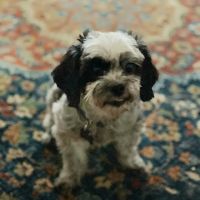 West Olive Animal Hospital Llc ico