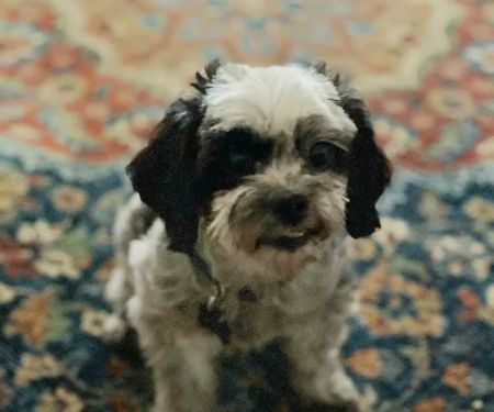 West Olive Animal Hospital Llc