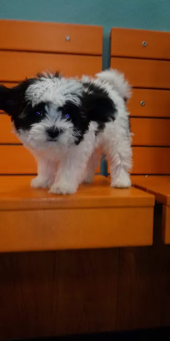 Banfield Pet Hospital Picture 1