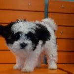 Banfield Pet Hospital