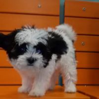 Banfield Pet Hospital ico