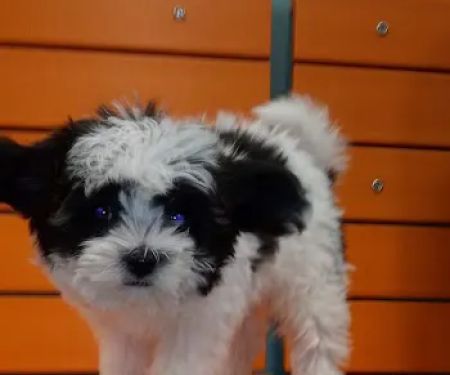 Banfield Pet Hospital