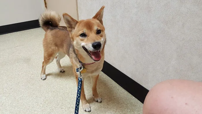 Peoria Animal Hospital Picture 6