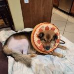 Lovet Pet Health Care - Sarival