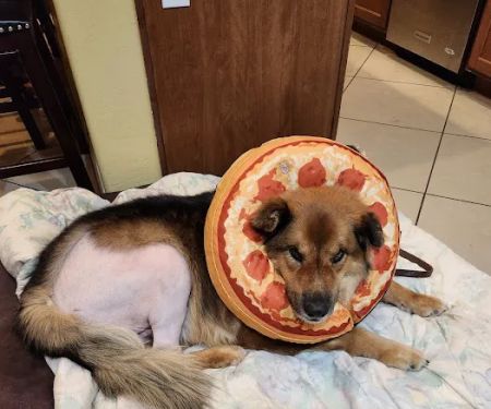 Lovet Pet Health Care - Sarival