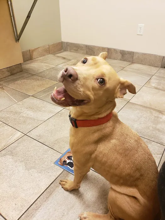 Lovet Pet Health Care - Sarival Picture 10