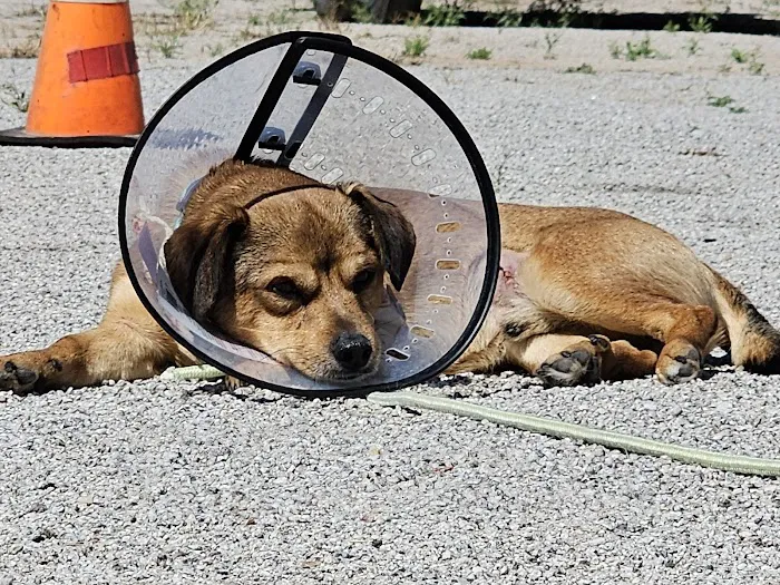 Lovet Pet Health Care - Sarival Picture 8