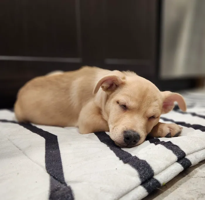 Lovet Pet Health Care - Sarival Picture 2