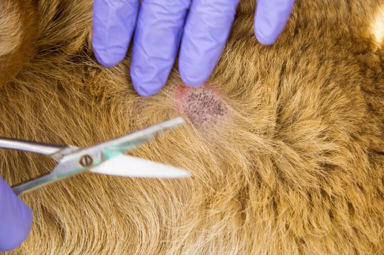 How to Spot and Treat Hot Spots on Dogs Safely and Effectively