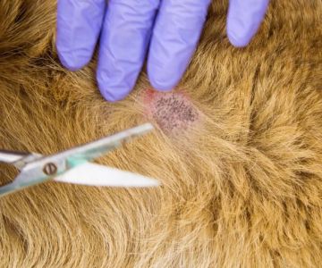 How to Spot and Treat Hot Spots on Dogs Safely and Effectively