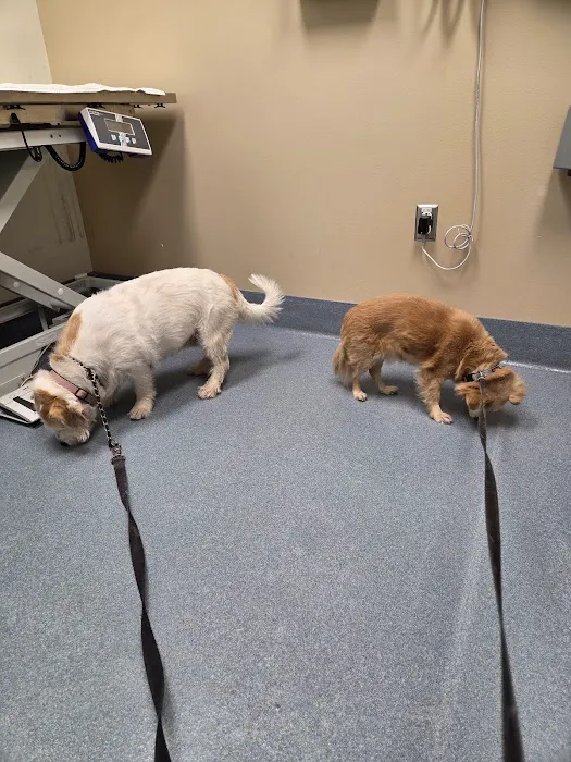 Luke Air Force Base Veterinary Service Picture 1
