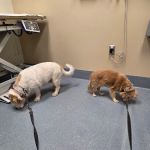 Luke Air Force Base Veterinary Service