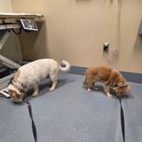 Luke Air Force Base Veterinary Service ico