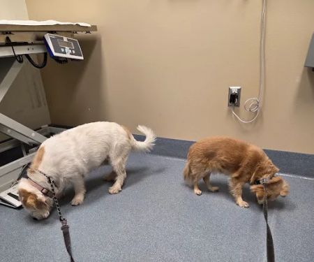 Luke Air Force Base Veterinary Service