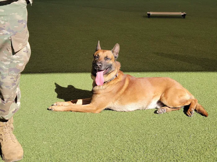 Luke Air Force Base Veterinary Service Picture 5