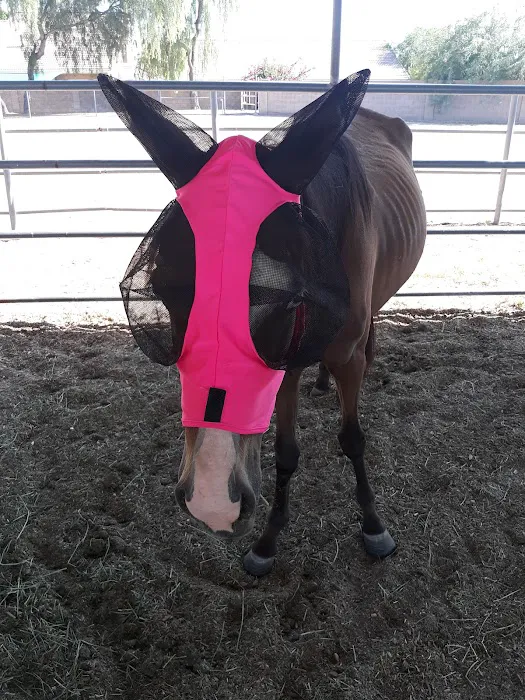 Southwest Equine Veterinary Clinic Picture 3