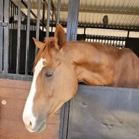 Southwest Equine Veterinary Clinic ico