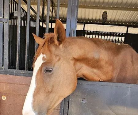 Southwest Equine Veterinary Clinic